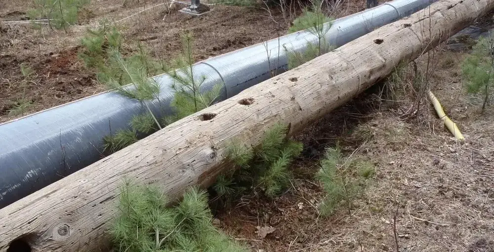 Woodpecker Grid Hardening